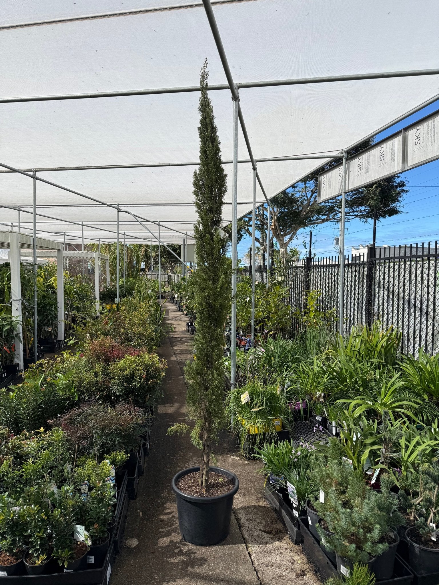 Italian Pencil Pine - Advanced (Pickup Only) - Ladybird Nursery
