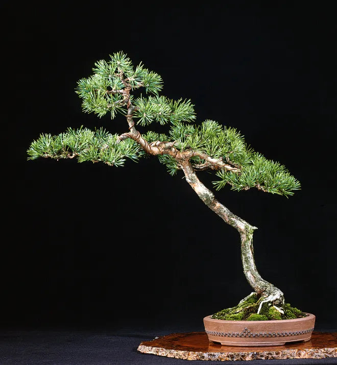 Scots Pine Bonsai Starter (Pinus sylvestris)