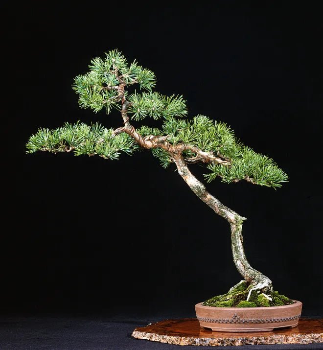 Scots Pine Bonsai Starter (Pinus sylvestris) - Ladybird Nursery