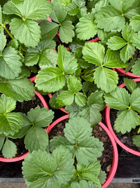 Strawberry 'Roman Pink' - Ladybird Nursery