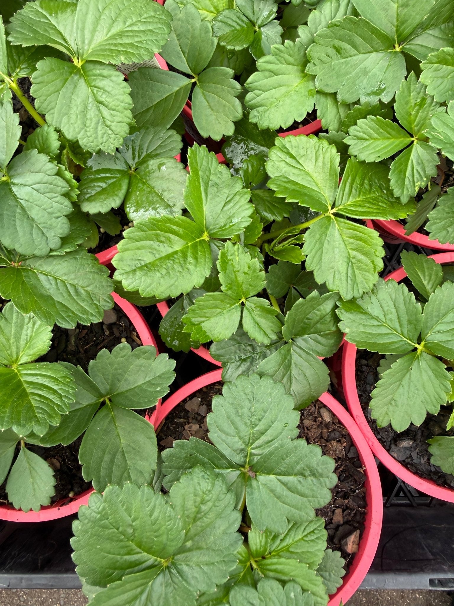 Strawberry 'Roman Pink' - Ladybird Nursery