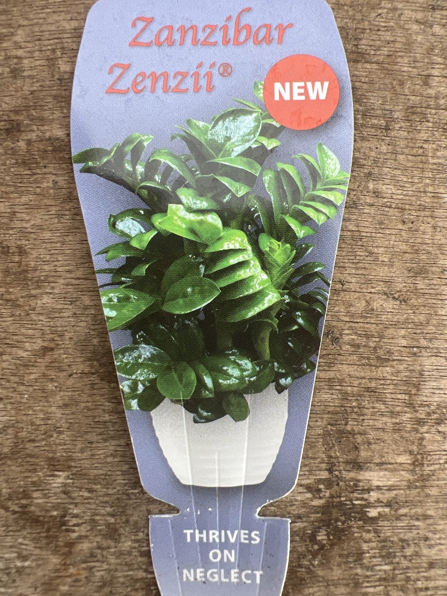 Zanzibar Zenzii - Ladybird Nursery