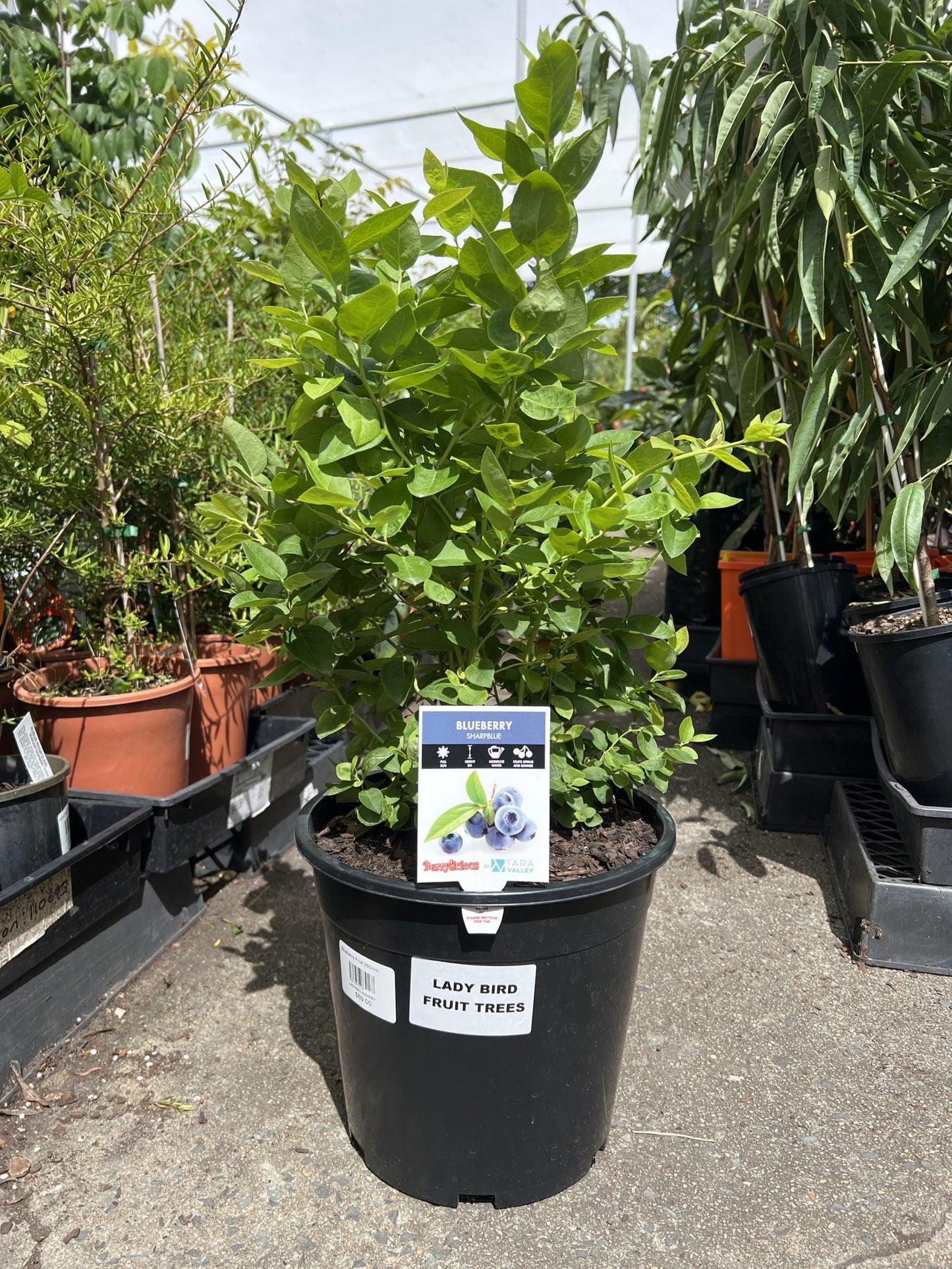 Blueberry 'Sharpe Blue' - Large (Pickup Only)