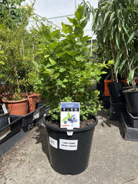 Blueberry 'Sharpe Blue' - Large (Pickup Only)