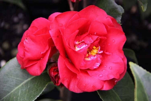 Camellia Midnight (Camellia japonica) - Ladybird Nursery