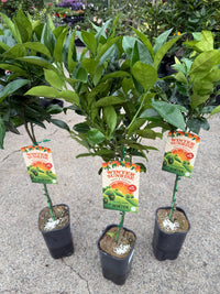 Orange 'Winter Sunrise' (QLD Only) - Ladybird Nursery