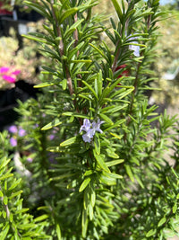 Rosemary Tuscan Blue LARGE (PICK UP ONLY) - Ladybird Nursery