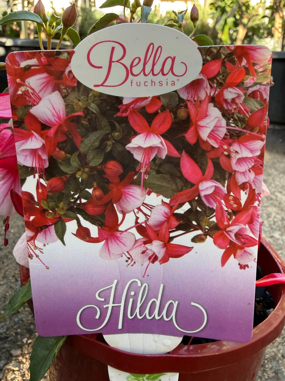 Fuchsia 'Bella Hilda' - Ladybird Nursery