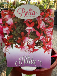 Fuchsia 'Bella Hilda' - Ladybird Nursery