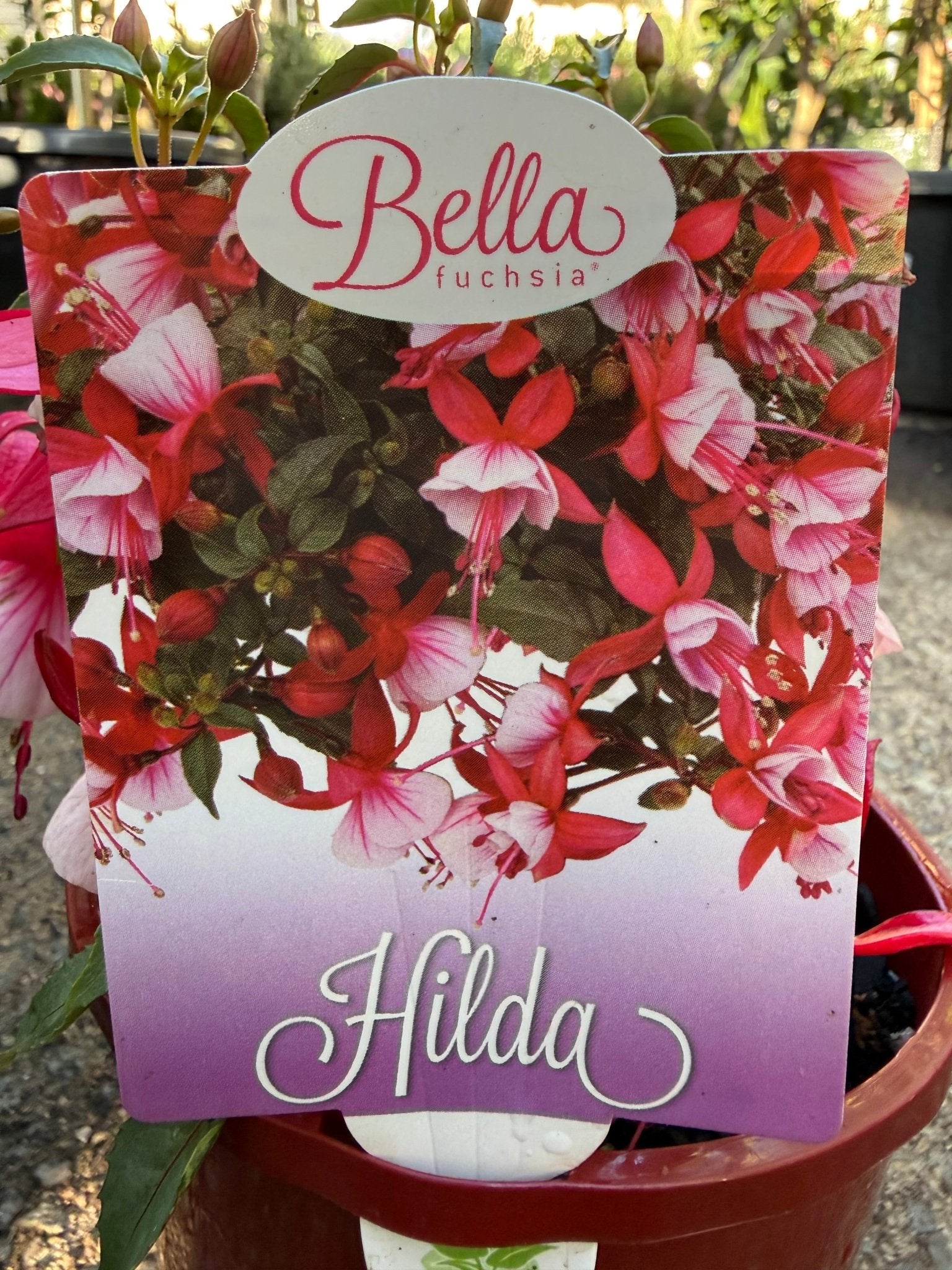 Fuchsia 'Bella Hilda' - Ladybird Nursery