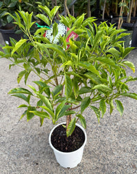 Native Butterfly Bush (Pavetta australiensis) - Ladybird Nursery