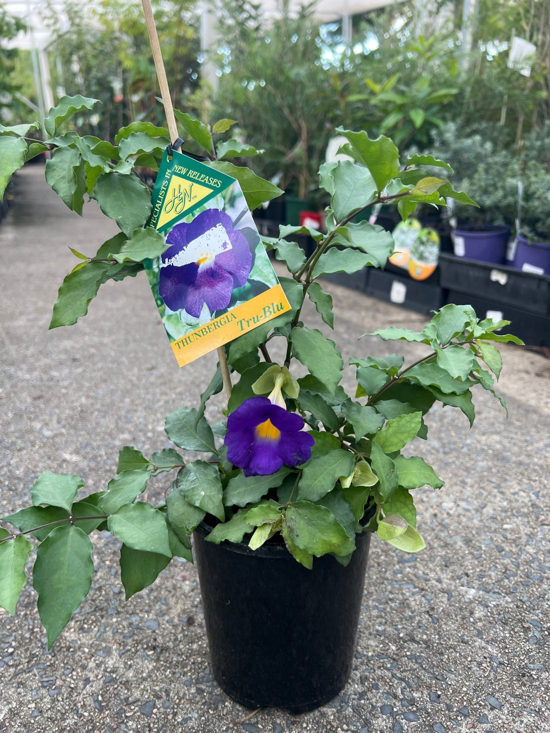 Thunbergia ‘True Blue’ (Thunbergia erecta Vogelii) - Ladybird Nursery