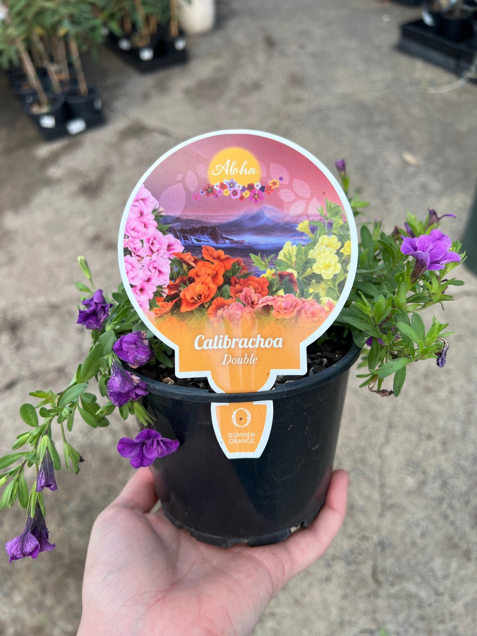 Calibrachoa 'Double Purple' - Ladybird Nursery