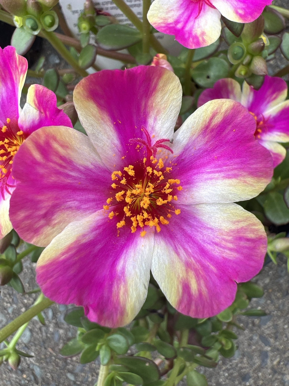 Portulaca Pazzaz 140mm - Ladybird Nursery