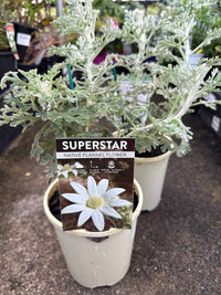 Flannel Flower 'Superstar' (Actinotus helianthi) - Ladybird Nursery
