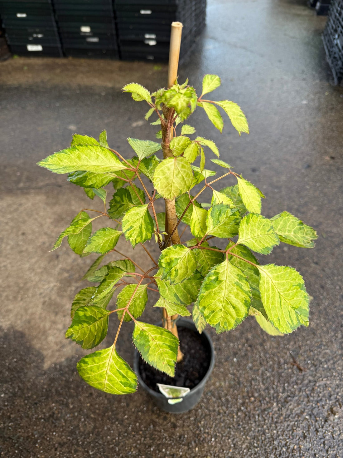 Polyscias 'Chartresue' - Ladybird Nursery