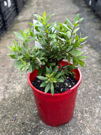 Dwarf Callistemon ‘Better John™’ - Ladybird Nursery