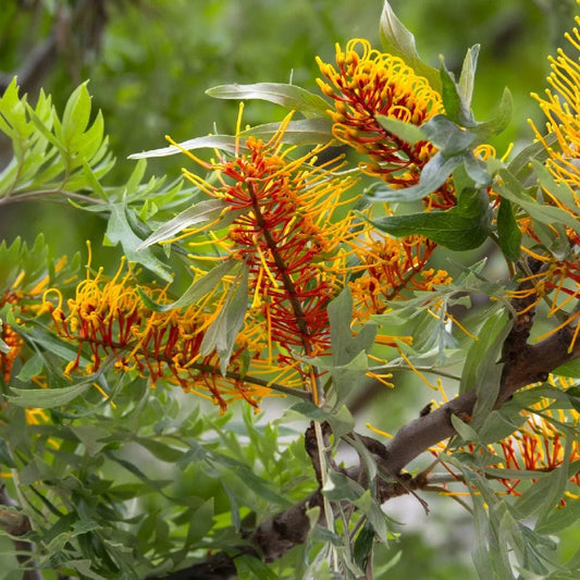 Grevillea robusta - Ladybird Nursery