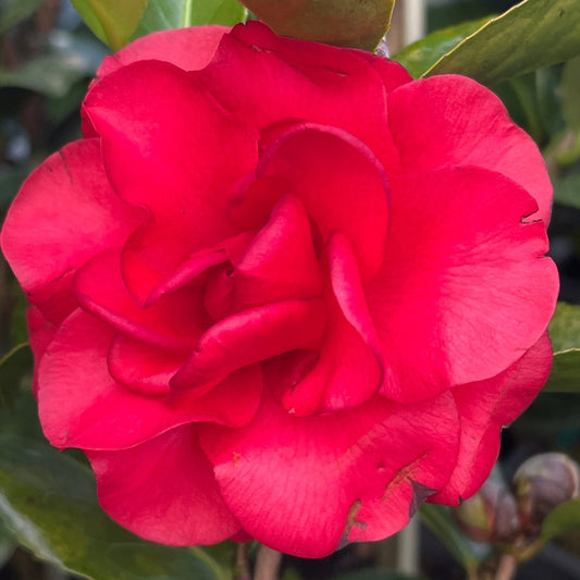 Camellia 'Roger Hall' (Camellia japonica) - Ladybird Nursery