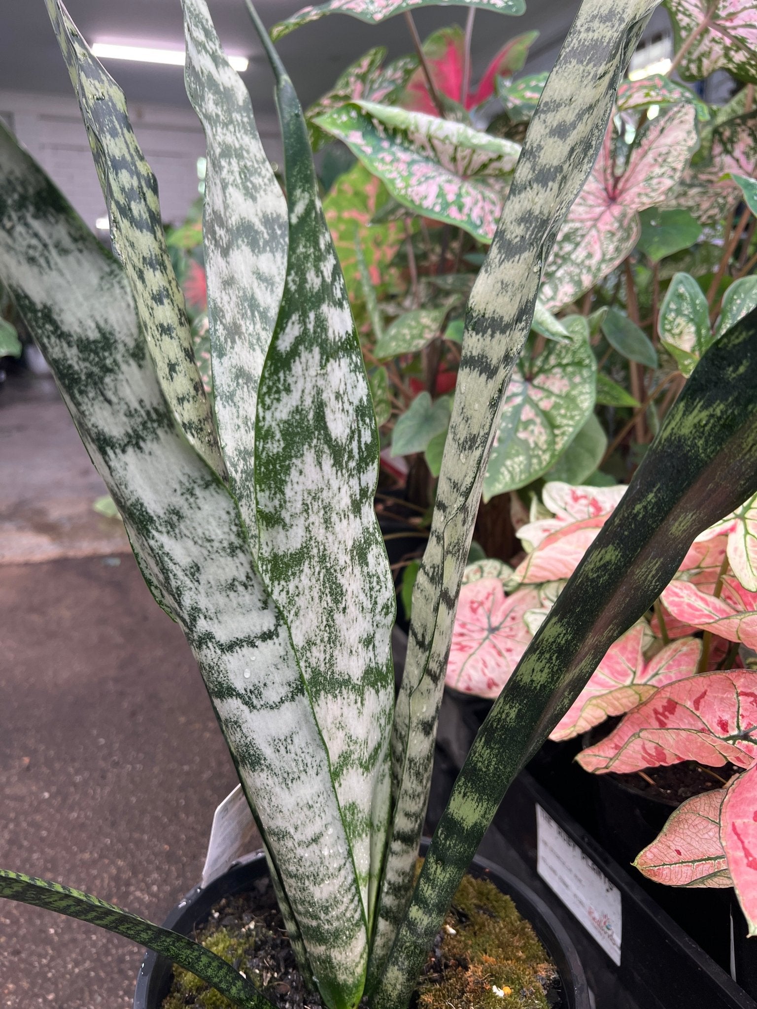 Sansevieria 'Trifasciata' - Ladybird Nursery