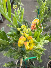 Dwarf Grevillea 'Gold Touch' - Ladybird Nursery