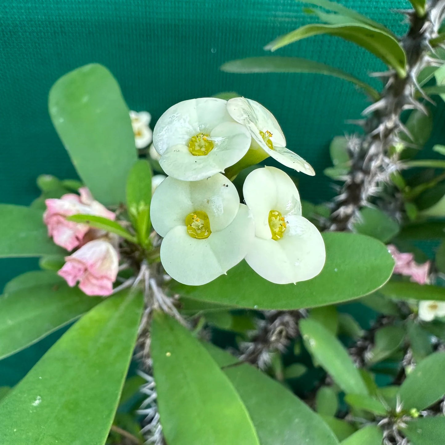 Dwarf Cream Crown of Thorns (Euphorbia milii)