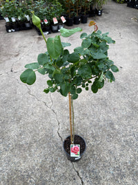 Rose 'Perfume Delight' - 3ft Standard (PICKUP ONLY) - Ladybird Nursery