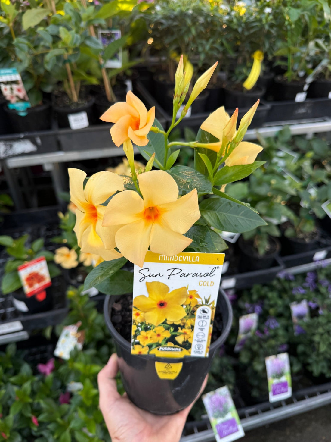 Mandevilla ‘Sun Parasol Gold’ - Ladybird Nursery