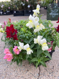Snapdragon (Antirrhinum Majus) Mixed 10 Cell (PICK UP ONLY) - Ladybird Nursery