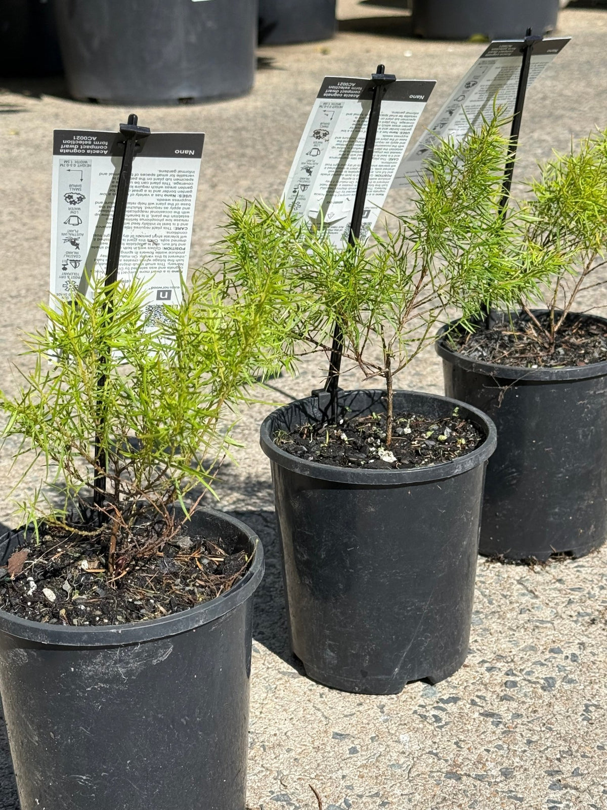 Acacia ‘Nano’ (Acacia cognata) - Ladybird Nursery