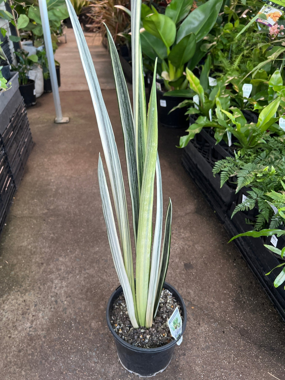 Sansevieria 'Bantels Sensation' - Ladybird Nursery