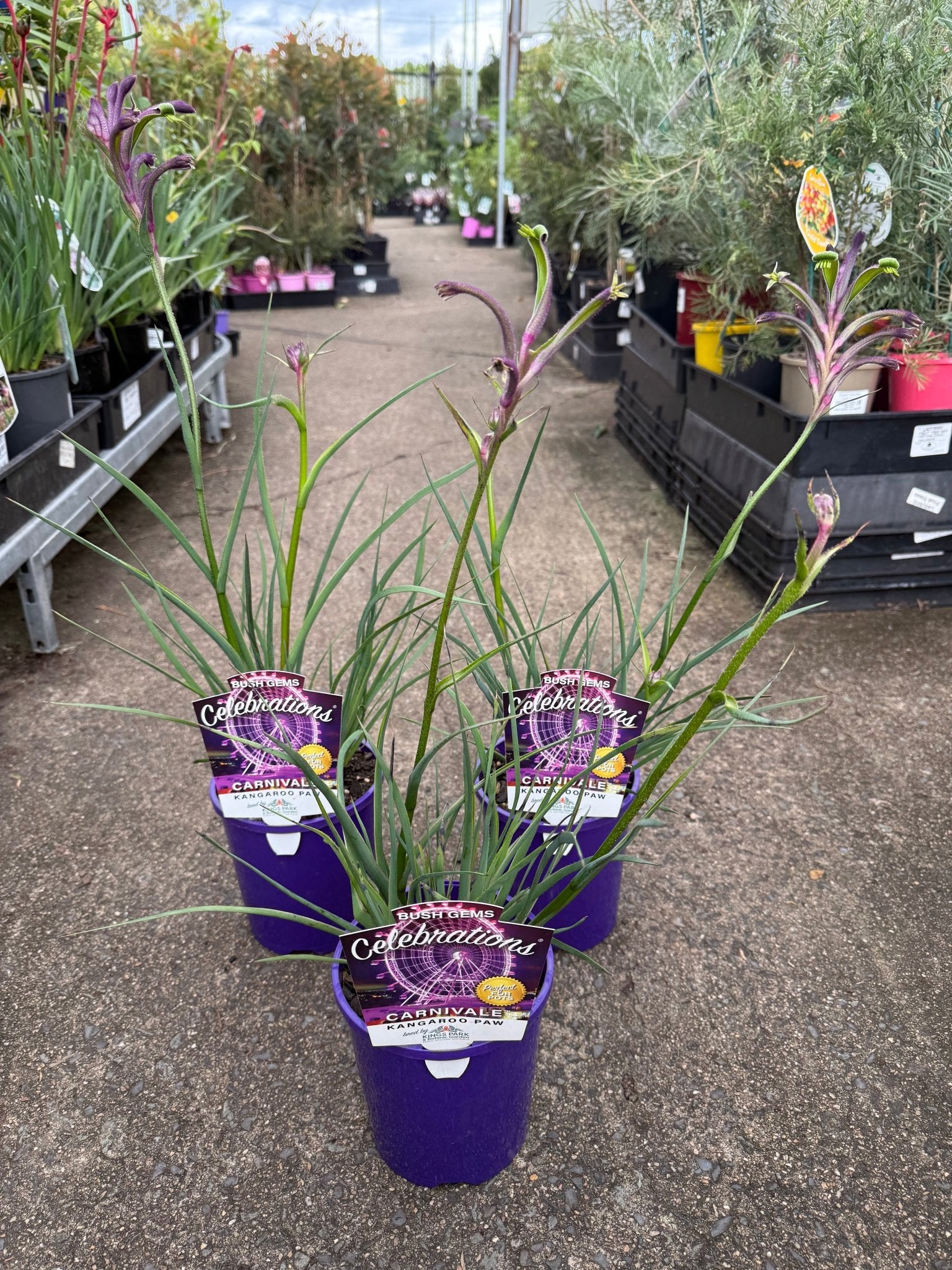 Kangaroo Paw 'Celebrations Carnivale' (Anigozanthos) - Ladybird Nursery