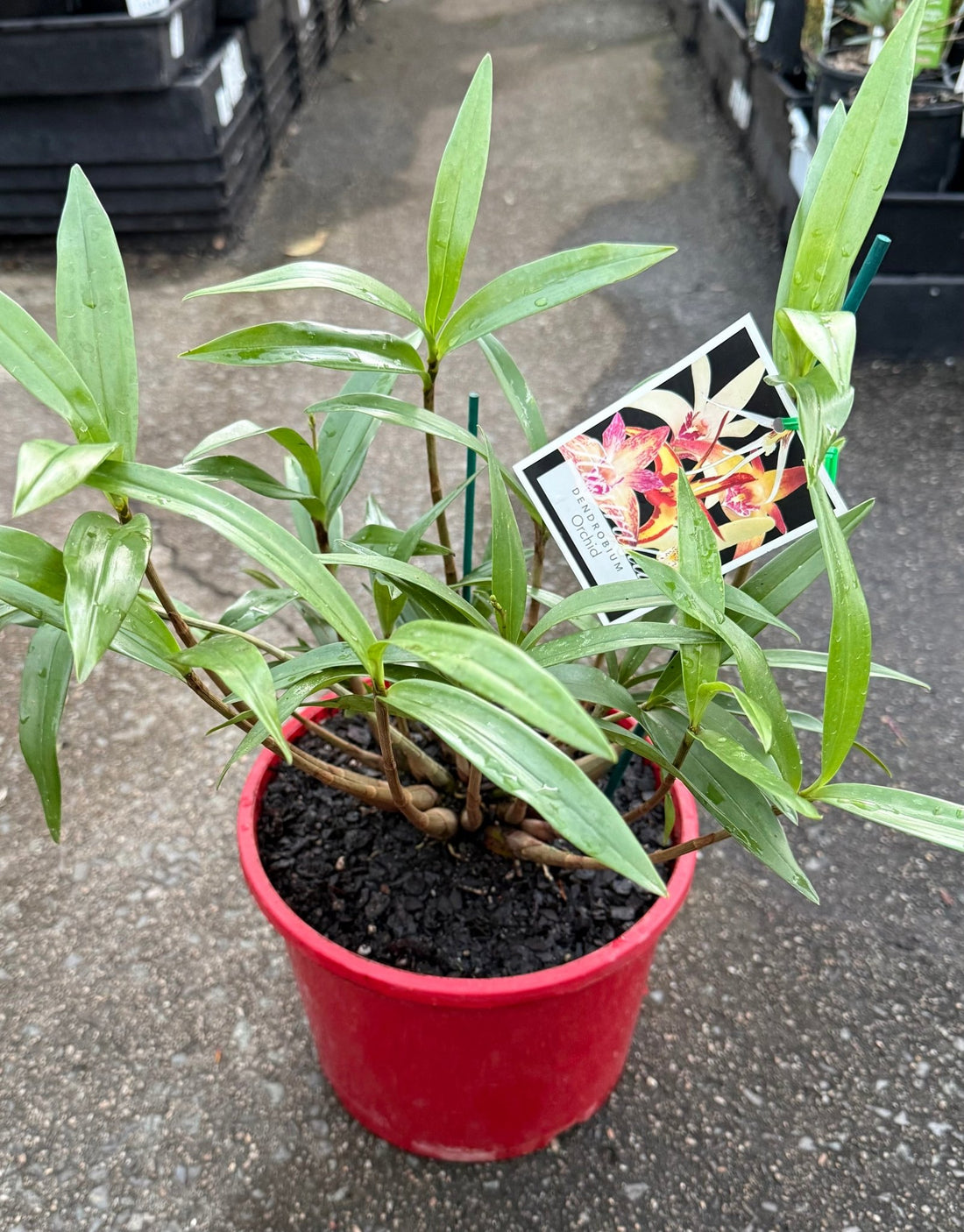 Native Orchid Dendrobium - Ladybird Nursery