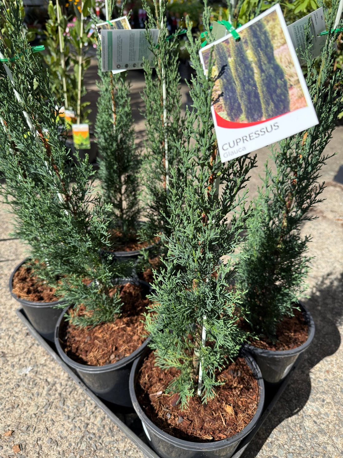 Italian Pencil Pine 'Glauca' (Cupressus sempervirens) - Large - Ladybird Nursery