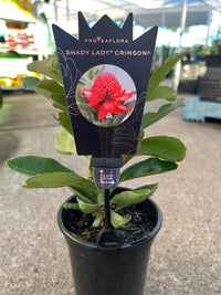 Telopea 'Shady Lady Crimson' - Ladybird Nursery