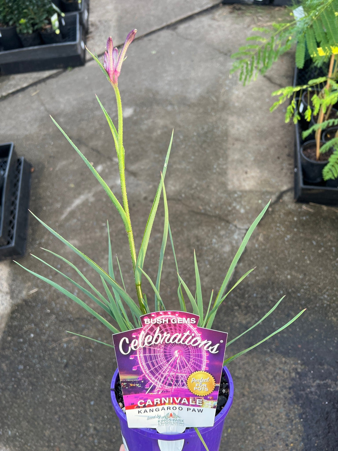 Kangaroo Paw 'Celebrations Carnivale' (Anigozanthos) - Ladybird Nursery
