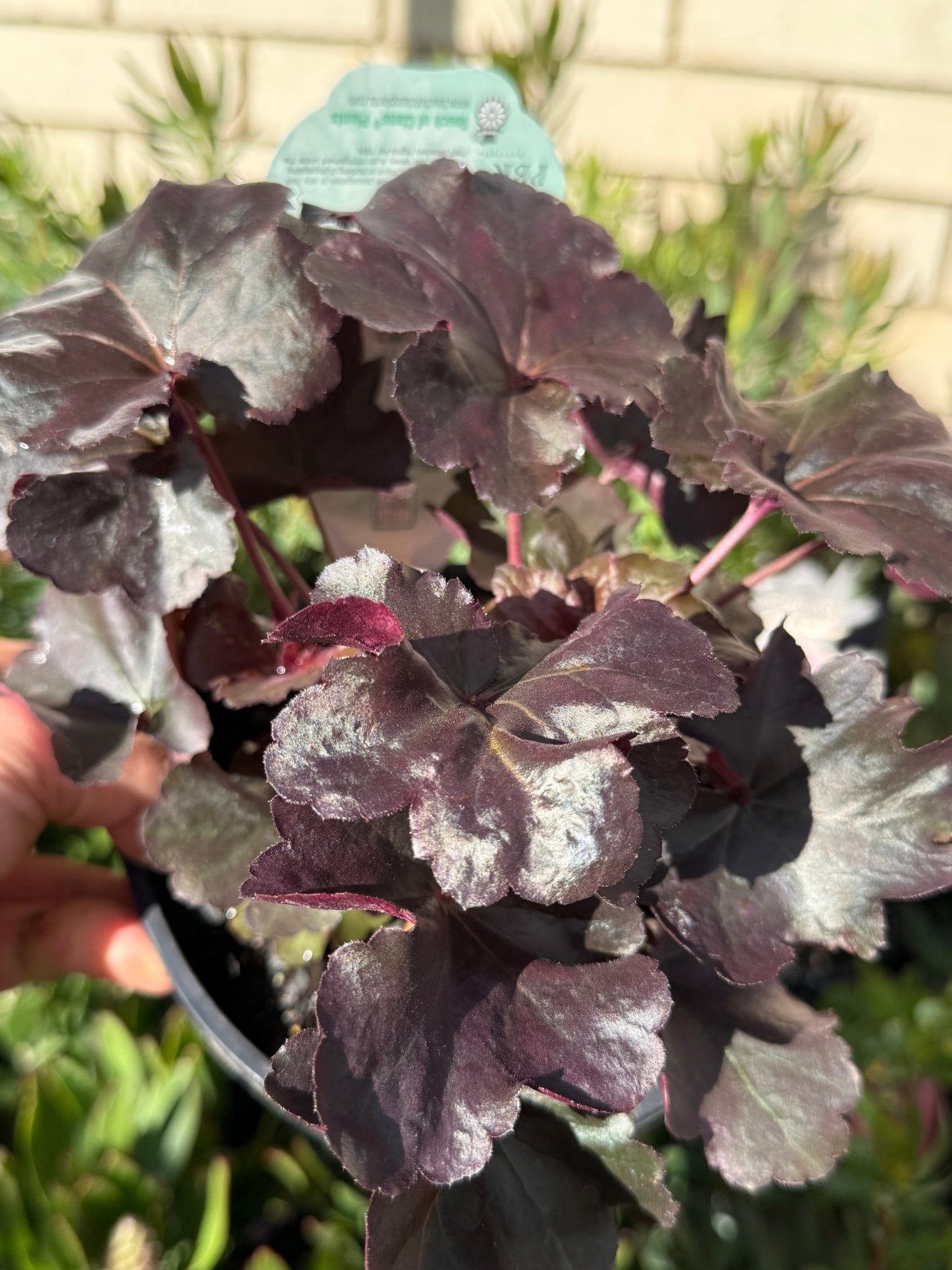 Heuchera ‘Obsidian’ - Ladybird Nursery