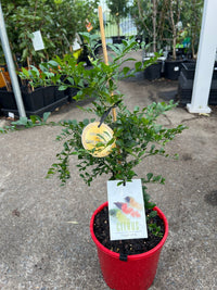'Red Champagne' Grafted Finger Lime - Large - (QLD Only) - Ladybird Nursery