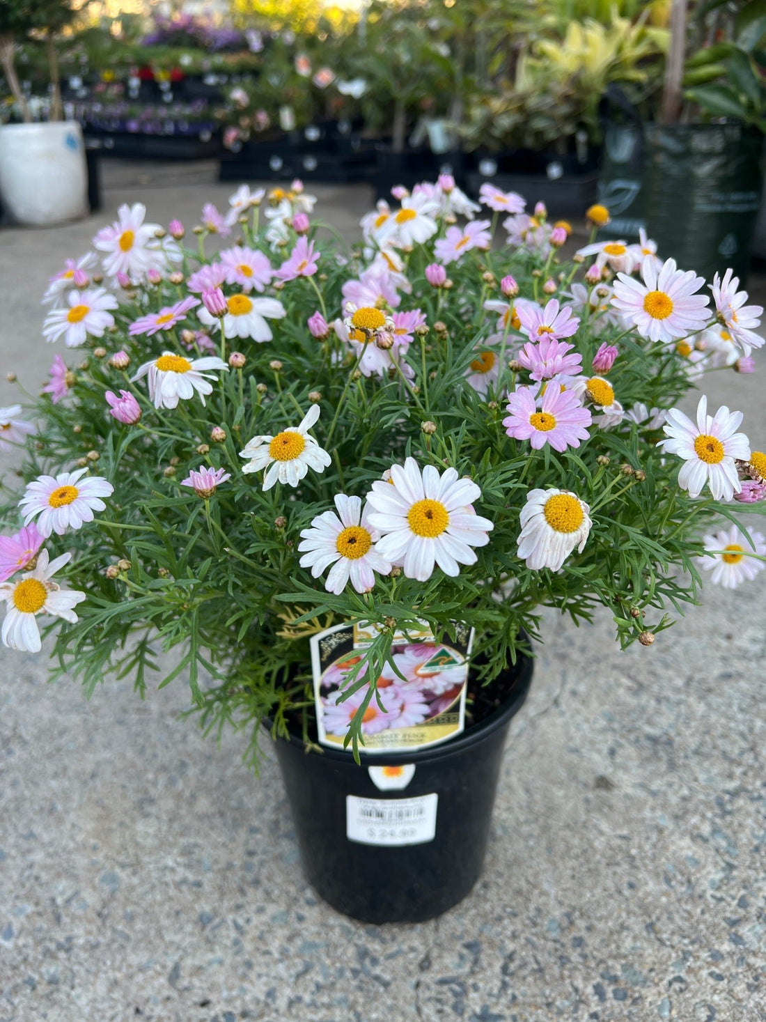 Daisy 'Summit Pink' (Argyranthemum) - Ladybird Nursery