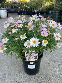 Daisy 'Summit Pink' (Argyranthemum) - Ladybird Nursery