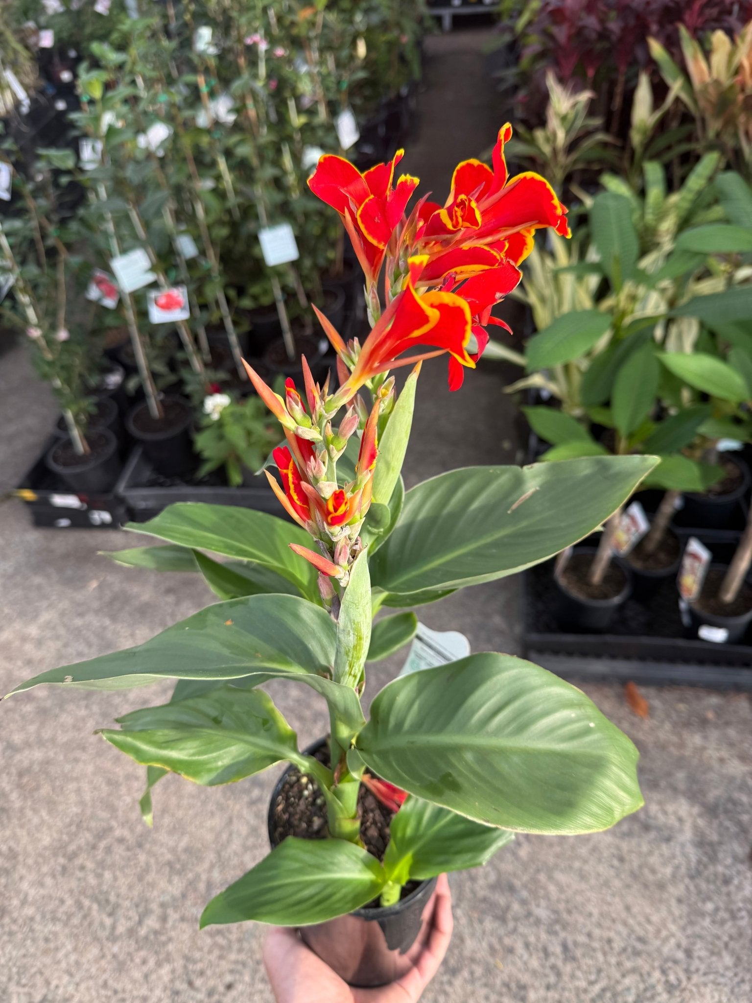 Canna Cannova 'Red Orange' Bicolour - Ladybird Nursery