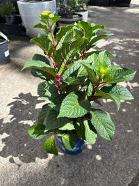 Hydrangea 'BloomStruck' Endless Summer® - Ladybird Nursery