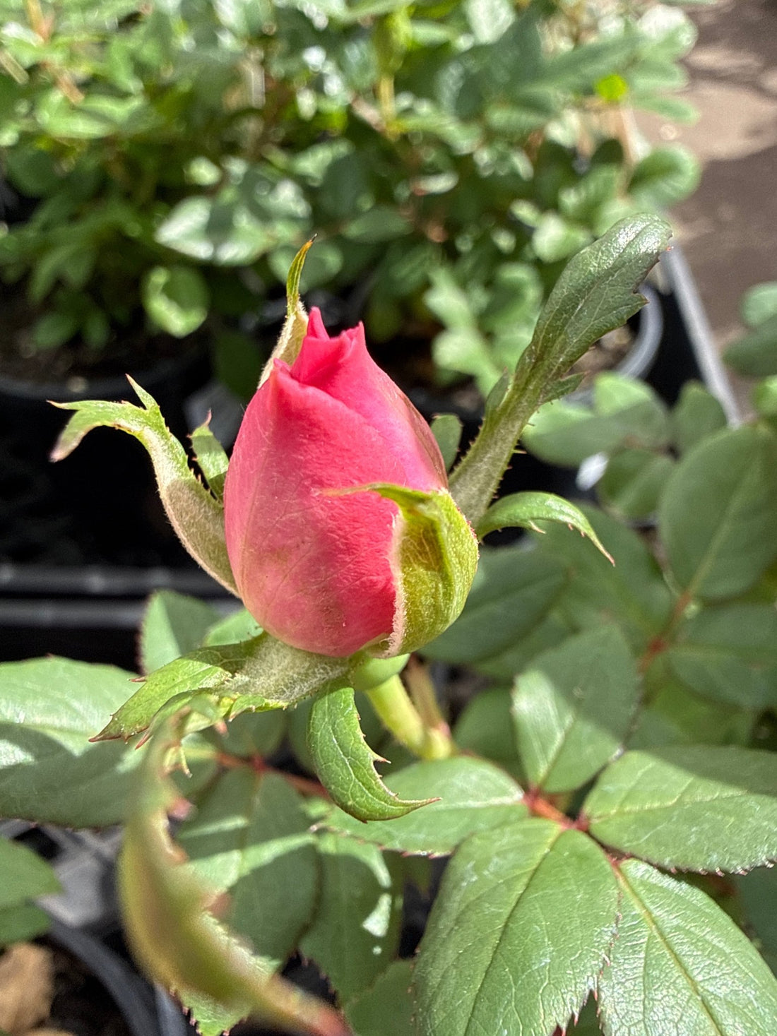 Rose Double Pink Knockout® - Ladybird Nursery