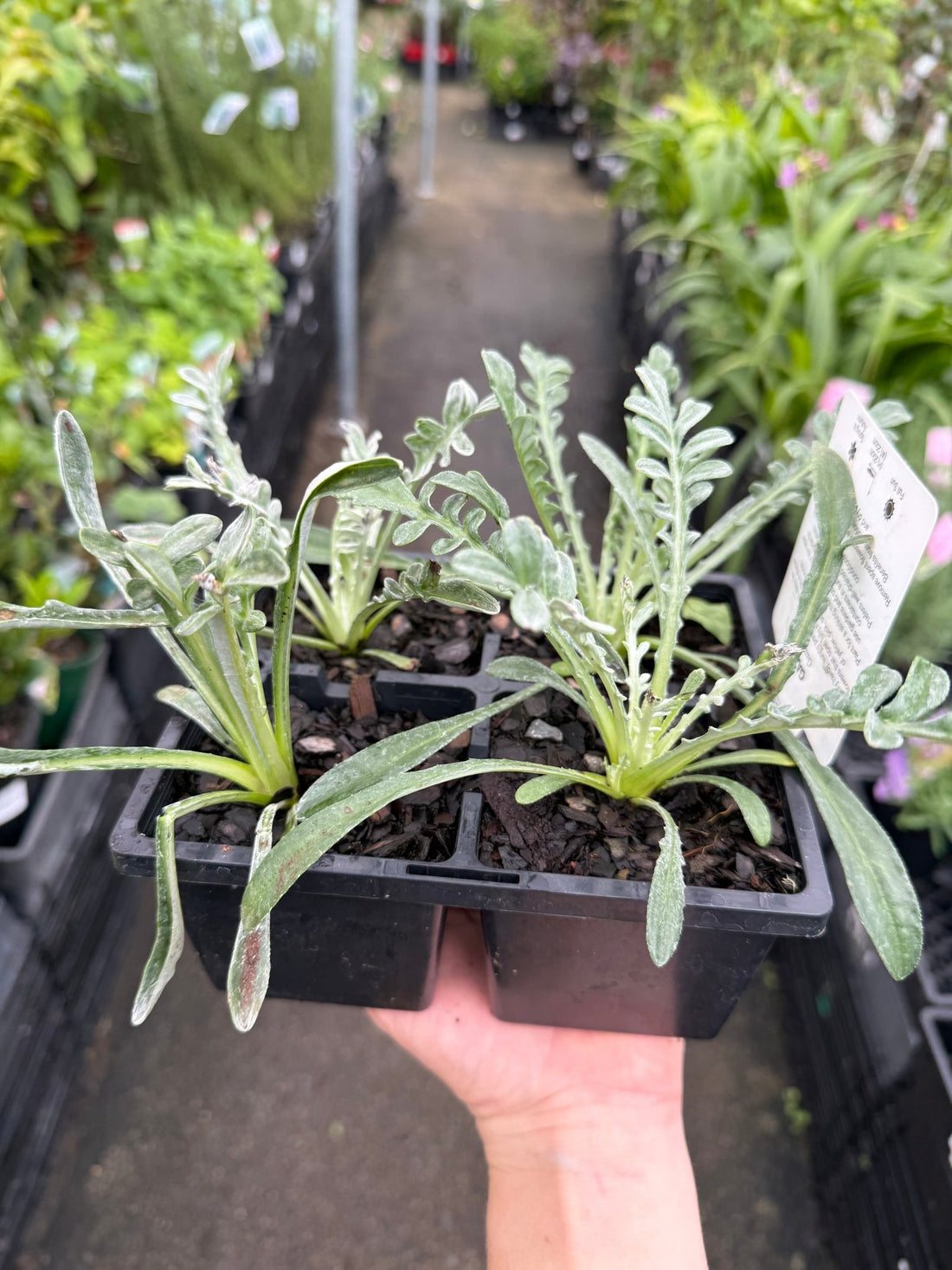 Gazania Silver Leaf Mix - 4cell pot (PICK UP ONLY) - Ladybird Nursery