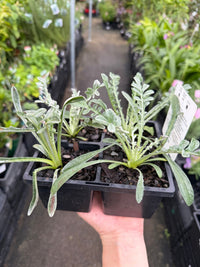 Gazania Silver Leaf Mix - 4cell pot (PICK UP ONLY) - Ladybird Nursery