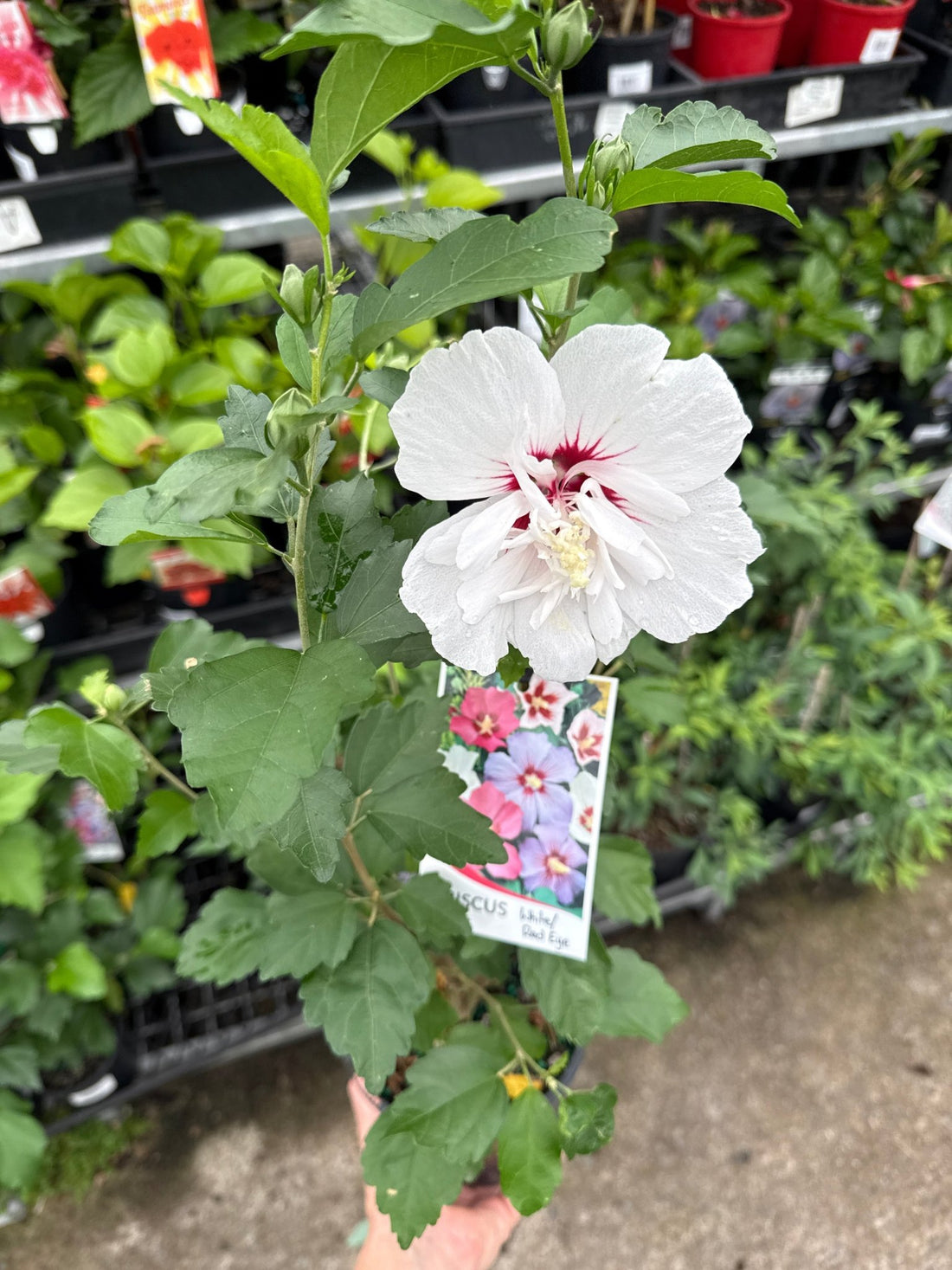 Rose of Sharon White Red Eye (Hibiscus syriacus) - Ladybird Nursery