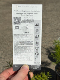 Acacia ‘Nano’ (Acacia cognata) - Ladybird Nursery