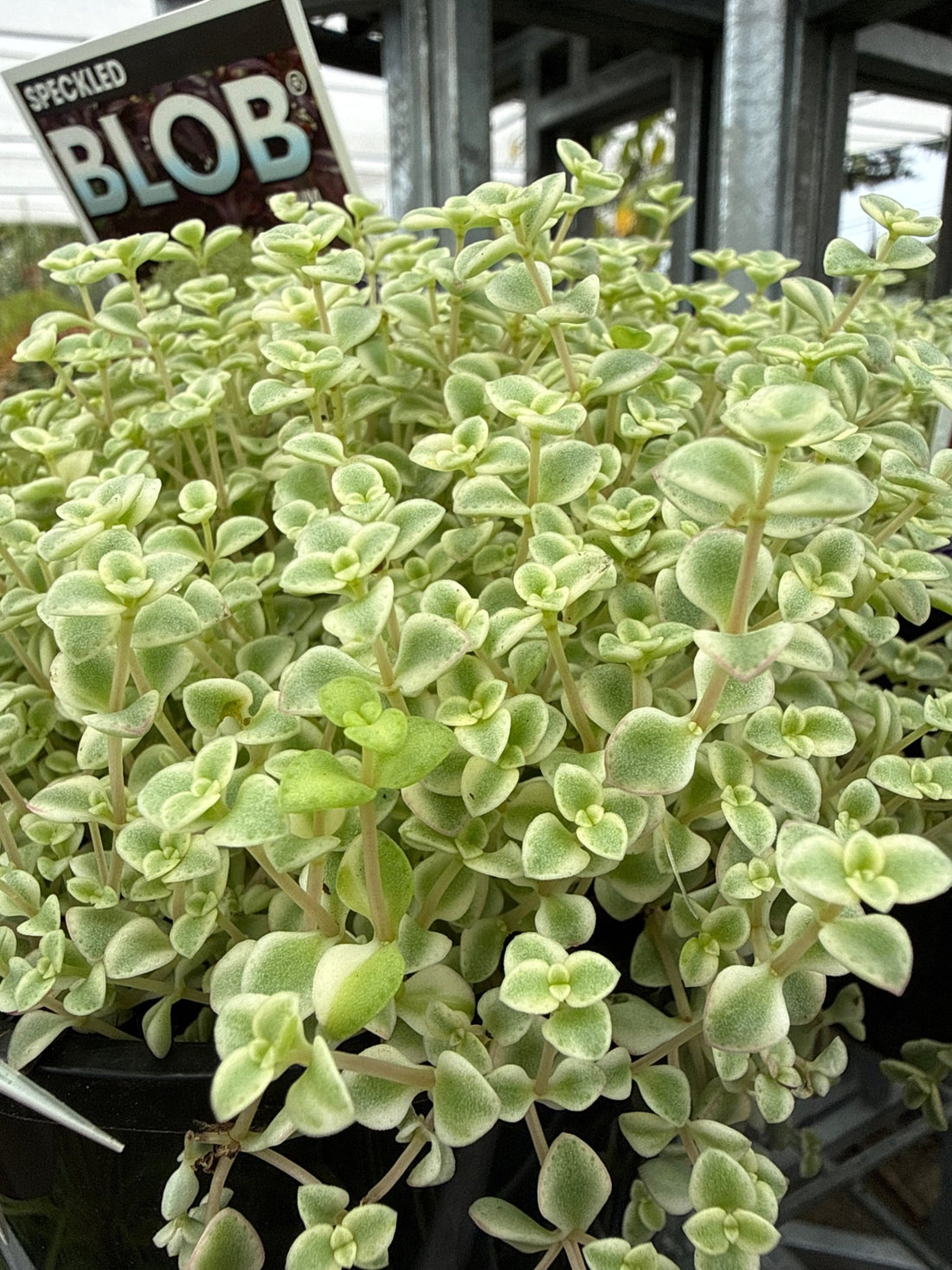 Sedum 'Speckled Blob' - Ladybird Nursery