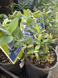 Blueberry 'Blue Rose' - Ladybird Nursery
