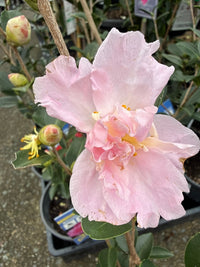 Camellia 'Paradise With Love' (Camellia sasanqua) - Ladybird Nursery
